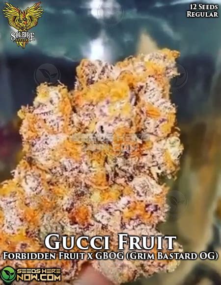 Gucci fruit strain review